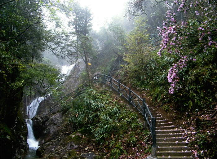 箬寮原始林景区