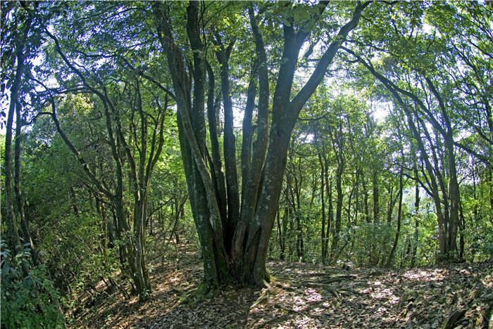 箬寮原始林景区