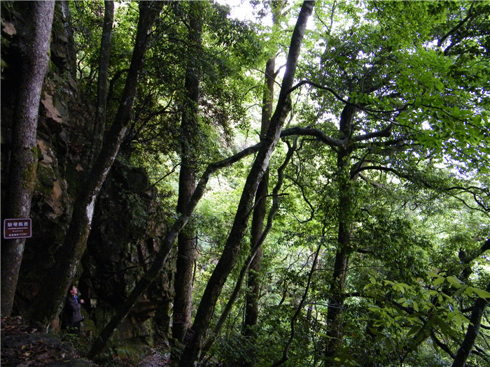 箬寮原始林景区
